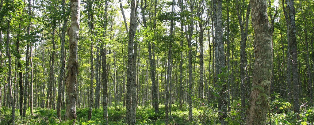 Commercial-thinning – Association For Sustainable Forestry – Forestry 